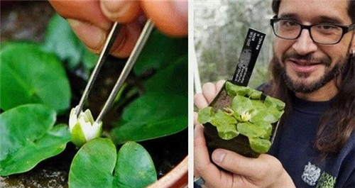 村民為了方便洗衣服差點沒絕了珍貴植物