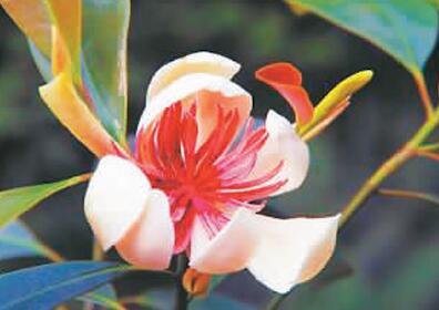 瀕危植物：踏上野外回歸之路