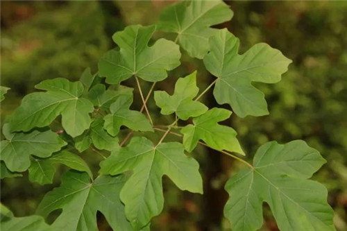 珍稀瀕危植物的多樣性與保護