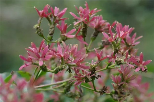 珍稀瀕危植物的多樣性與保護