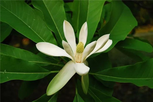 珍稀瀕危植物的多樣性與保護