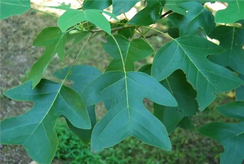 珍稀瀕危植物的多樣性與保護