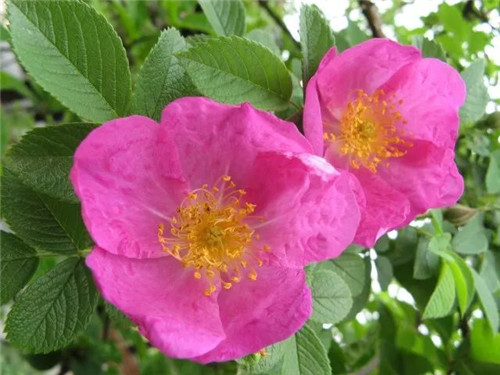 珍稀瀕危植物的多樣性與保護