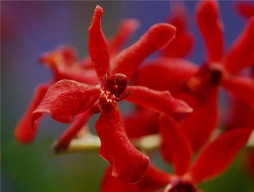 遠看似烈火，珍稀瀕危植物火焰蘭