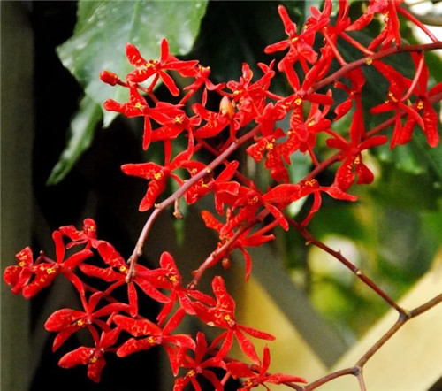 遠看似烈火，珍稀瀕危植物火焰蘭