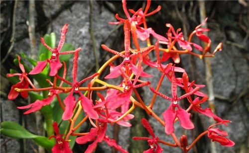 遠看似烈火，珍稀瀕危植物火焰蘭