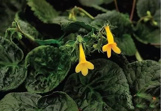 昆明植物研究所在越南發現苦苣苔科兩個新種