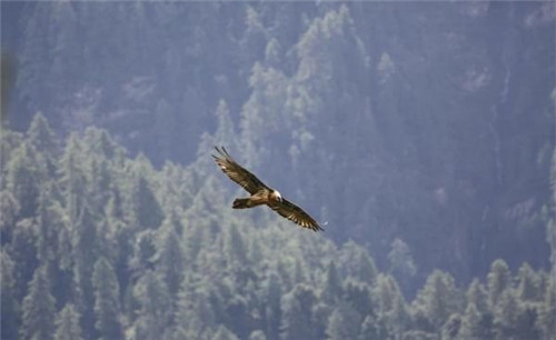 強化科技支撐 呵護生物多樣性