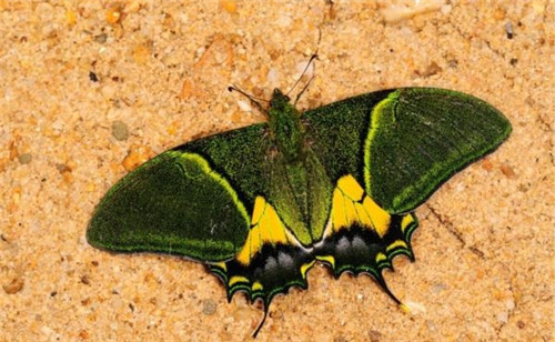 強化科技支撐 呵護生物多樣性