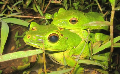 強化科技支撐 呵護生物多樣性