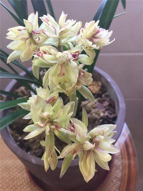 喜歡香味花卉的選它準(zhǔn)沒錯(cuò)，比較好養(yǎng)