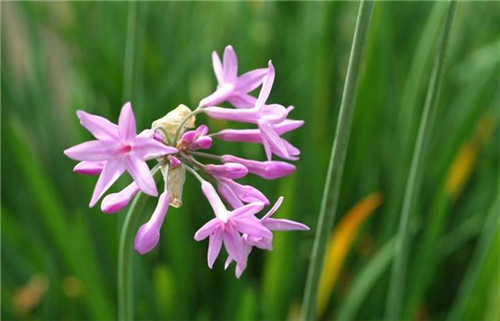球根花卉如何養護