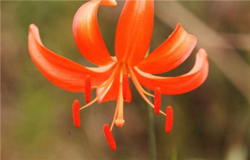 球根花卉如何養護