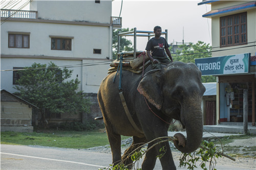 尼泊爾最奇特的地方,奇特旺國(guó)家公園