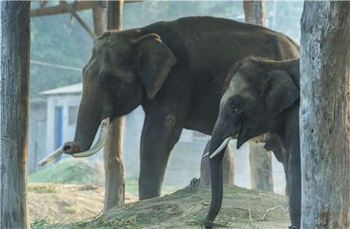 尼泊爾最奇特的地方,奇特旺國(guó)家公園