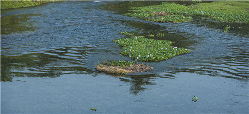 尼泊爾最奇特的地方,奇特旺國(guó)家公園