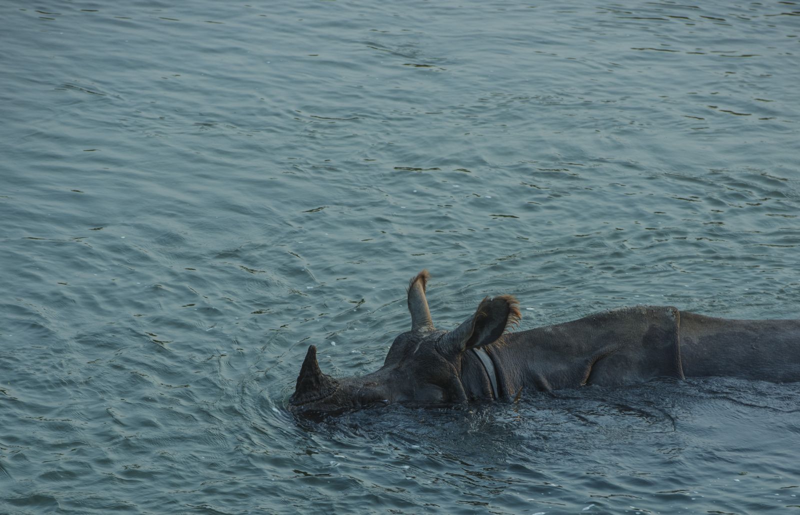 尼泊爾最奇特的地方,奇特旺國(guó)家公園