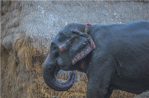 尼泊爾最奇特的地方,奇特旺國(guó)家公園
