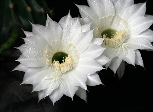 農村最普通的花卉，從來不用澆水