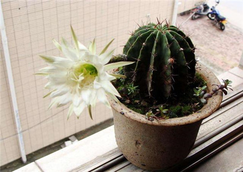 農村最普通的花卉，從來不用澆水