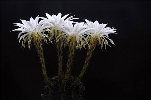 農村最普通的花卉，從來不用澆水