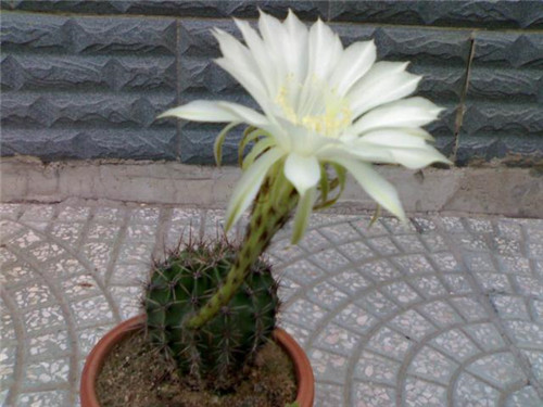 農村最普通的花卉，從來不用澆水