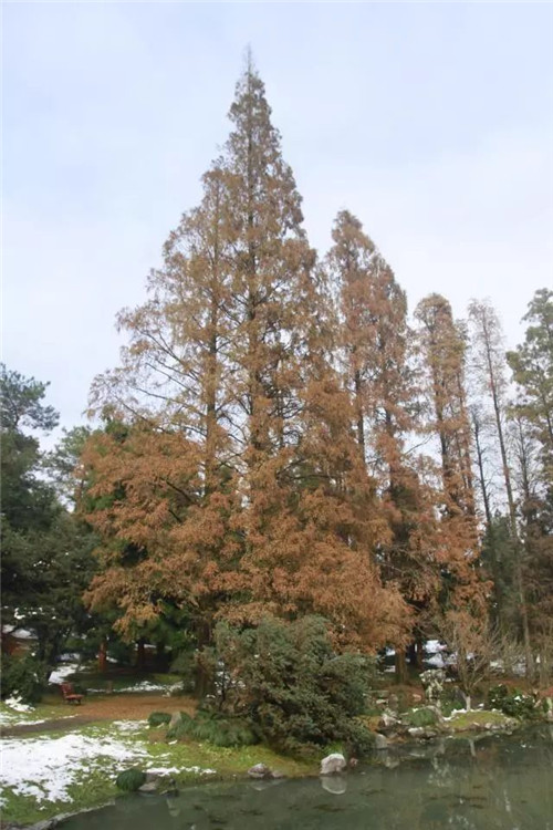 珍稀瀕危植物——水杉