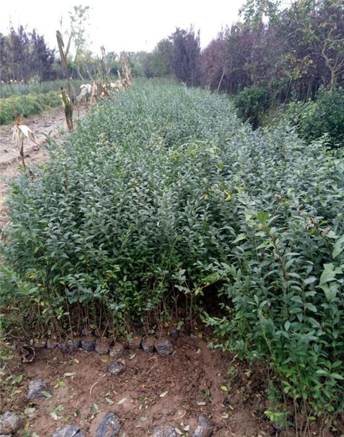 灌木類苗木該如何應(yīng)對(duì)市場(chǎng)