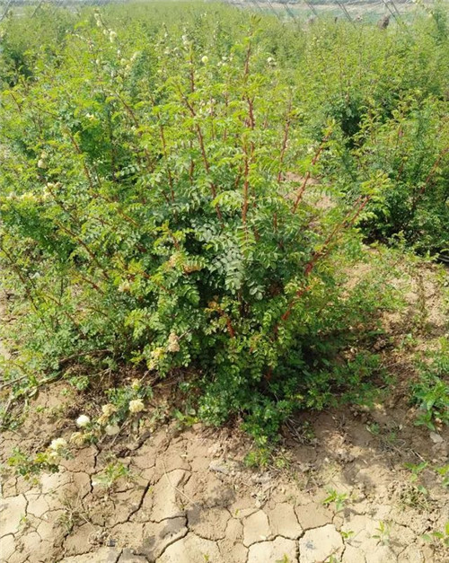 灌木類苗木該如何應(yīng)對(duì)市場(chǎng)