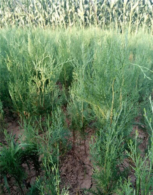 灌木類苗木該如何應(yīng)對(duì)市場(chǎng)