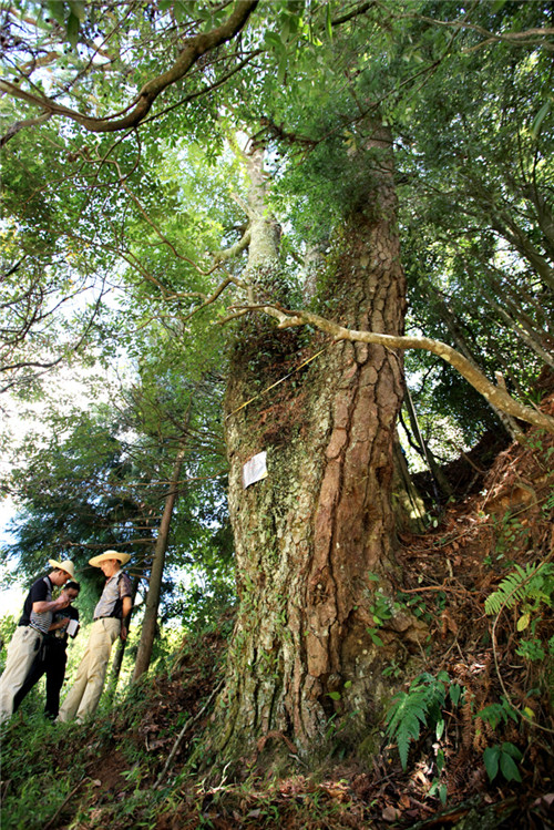 福建省12株古樹喜摘“中國最美古樹”桂冠