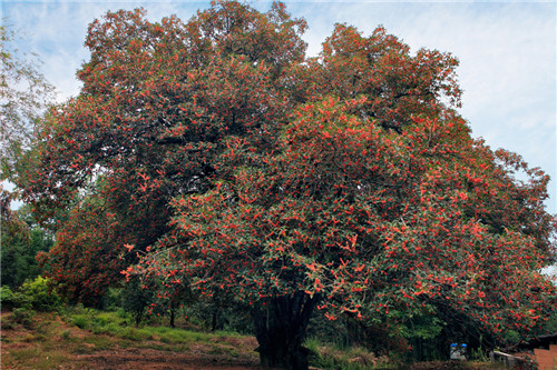 福建省12株古樹喜摘“中國最美古樹”桂冠