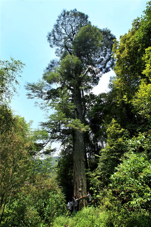 福建省12株古樹喜摘“中國最美古樹”桂冠