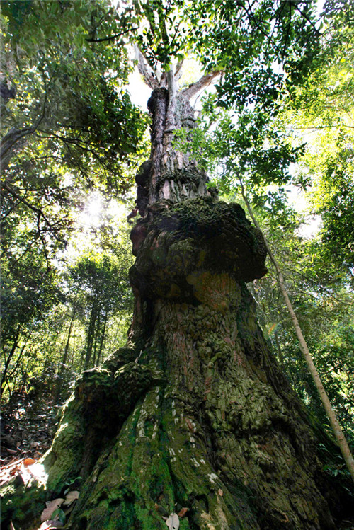 福建省12株古樹喜摘“中國最美古樹”桂冠
