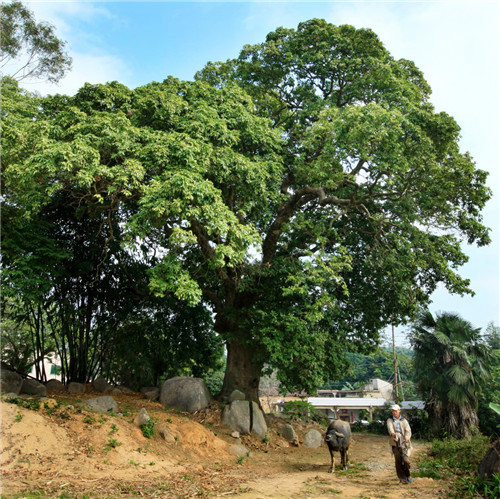 福建省12株古樹喜摘“中國最美古樹”桂冠