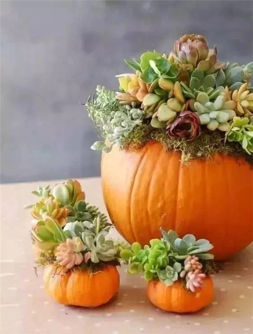 蔬菜水果插花,你不知道的美