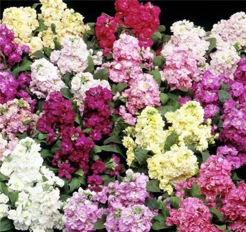 8種開花五顏六色的盆栽花卉花期半年以上