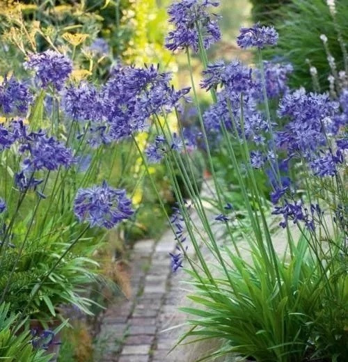 8種開花五顏六色的盆栽花卉花期半年以上