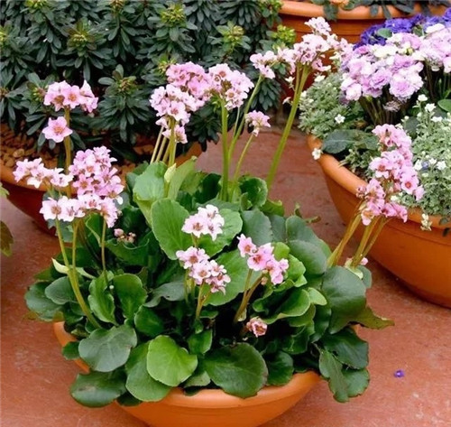 8種開花五顏六色的盆栽花卉花期半年以上