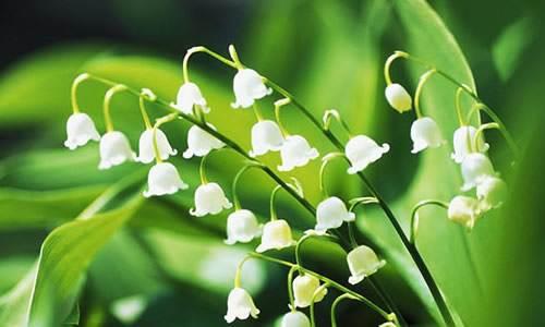 風鈴草——花量大，氣味香甜，花漂亮