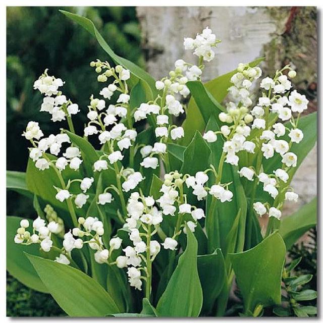 風鈴草——花量大，氣味香甜，花漂亮