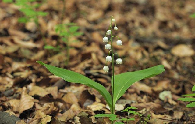 風鈴草——花量大，氣味香甜，花漂亮