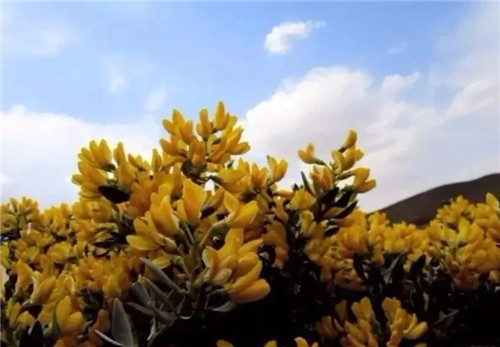 這些瀕危植物在鄂爾多斯花開山間、連綿不絕