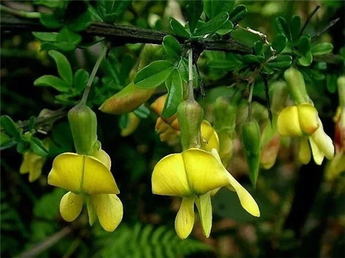 這些瀕危植物在鄂爾多斯花開山間、連綿不絕