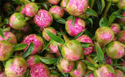 五月的“花神”——芍藥鮮切花 令人心曠神怡