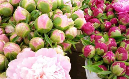 五月的“花神”——芍藥鮮切花 令人心曠神怡