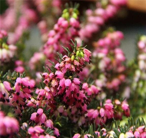 歐石楠——花朵漂亮高雅，花期長