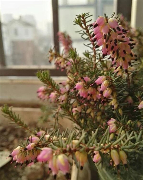 歐石楠——花朵漂亮高雅，花期長