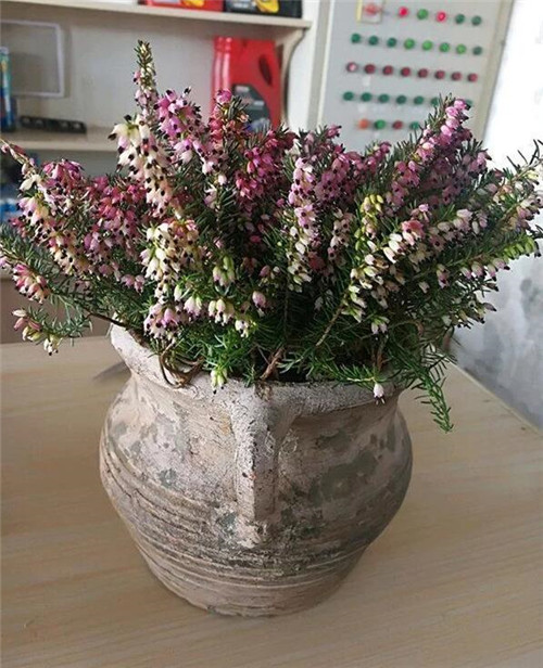 歐石楠——花朵漂亮高雅，花期長