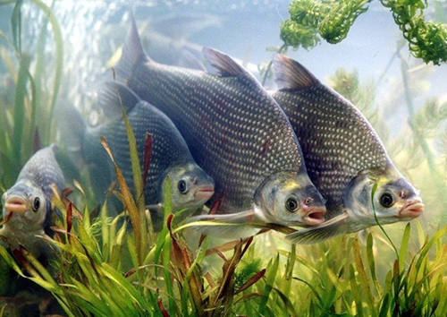 楊念東:武昌魚的回家之路